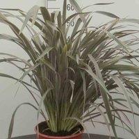 Thompson & Morgan Phormium Pink Stripe 7.5 Litre Potted Plant x 1
