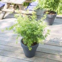 Thompson & Morgan Acer Palmatum Going Green 13cm Potted Plant x 1