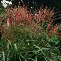 Thompson & Morgan Miscanthus (Grass) Purpurascens 9cm Pot x 2
