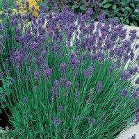 Thompson & Morgan Lavandula angustifolia Dwarf Blue 9cm Potted Plant x 1