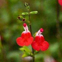 Thompson & Morgan Salvia Greggii Hotlips 1 Litre Potted Plant x 1