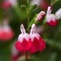 Thompson & Morgan Salvia Microphylla Hot Lips 2 Litre Potted Plant x 1