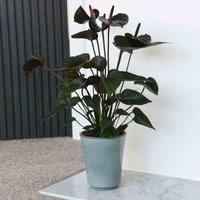 Thompson & Morgan Anthurium Black Love 12cm Pot x 1