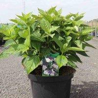 Thompson & Morgan Hydrangea serrata Bluebird 3.6 Litre Potted Plant x 1