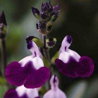 Thompson & Morgan Salvia greggii Amethyst Lips 1 Litre Potted Plant x 1