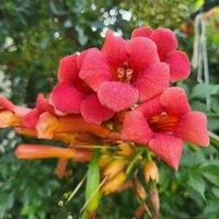 Thompson & Morgan Campsis 'Pink Panther' - 15cm Potted Plant x 2, Pink