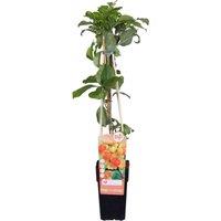 Thompson & Morgan Celastrus orbiculatus 15cm Potted Plant x 2, Green