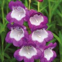 Thompson & Morgan Penstemon Czar 1 Litre Potted Plant x 1