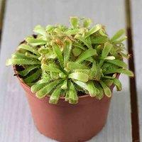 Thompson & Morgan Houseplant Drosera (Capensis) 9cm Pot x 1, Green