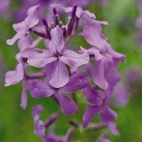 Thompson & Morgan Hesperis matronalis 1 Litre Potted Plant x 2