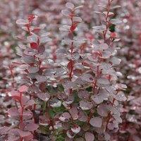 Thompson & Morgan Berberis Chocolate Summer 9cm Potted Plant x 1, Brown