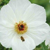 Thompson & Morgan Argemone platyceras 1 Seed Packet, White