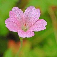 Thompson & Morgan Geranium oxonianum Wargrave Pink 1 Litre Potted Plant x 1