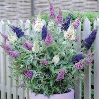 Thompson & Morgan Buddleja davidii Triple 3-in-1 12cm Pot x 1