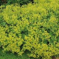 Thompson & Morgan Alchemilla Mollis 1 Litre Potted Plant x 1