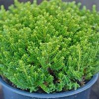 Thompson & Morgan Hebe Emerald Green 9cm Potted Plant x 1, Green