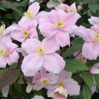Thompson & Morgan Clematis Montana Mayleen 3 Litre Potted Plant x 1, Pink