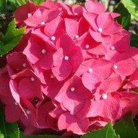 Thompson & Morgan Hydrangea macrophylla Leuchtfeuer 3.6 Litre Potted Plant x 1, Pink