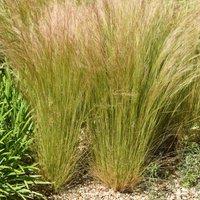 Thompson & Morgan Stipa tenuissima 1 Litre Potted Plant x 2