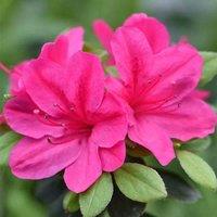 Thompson & Morgan Azalea Dwarf Pink 9cm Potted Plant x 1, Pink