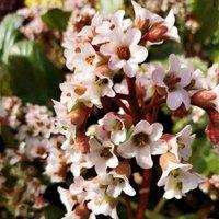 Thompson & Morgan Bergenia Cordifolia Bressingham White 9cm Potted Plant x 1