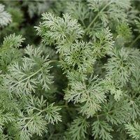 Thompson & Morgan Artemisia Arborescens Powis Castle 1 Litre Potted Plant x 1, Green