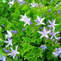 Thompson & Morgan Campanula garganica 1 Litre Potted Plant x 1, Purple