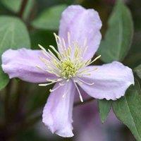 Thompson & Morgan Clematis Montana Elizabeth 3 Litre Potted Plant x 1