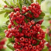 Thompson & Morgan Pyracantha Red Star 9cm Pot x 1