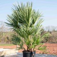 Thompson & Morgan Chamaerops Humilis 20 Litre Potted Plantx 1, Green
