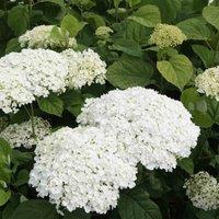 Thompson & Morgan Hydrangea Strong Annabelle 5 Litre Potted Plant x 1, White