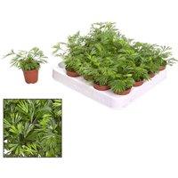 Thompson & Morgan Actiniopteris australis 5.5cm Pot x 1