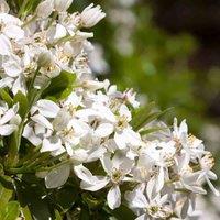 Thompson & Morgan Choisya Ternata 3 Litre Potted Plant x 1