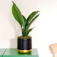 Thompson & Morgan Aspidistra Cast Iron Plant Elatior Houseplant x 1 (12cm Pot), Green