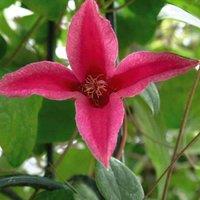 Thompson & Morgan Clematis texensis Princess Diana 3 Litre Potted Plant x 1, Pink