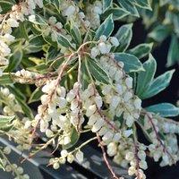 Thompson & Morgan Pieris Japonica Flaming Silver 9cm Pot x 1