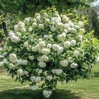 Thompson & Morgan Viburnum Opulus Roseum 3.6 Litre Potted Plant x 2