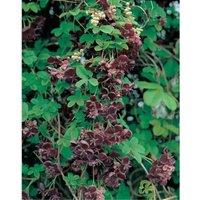 Thompson & Morgan Akebia Quinata 3 Litre Potted Plant x 1