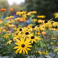 Thompson & Morgan Rudbeckia Goldsturm 1 Litre Potted Plant x 3