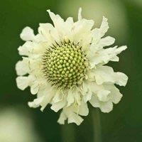 Thompson & Morgan Cephalaria Gigantea 9cm Potted Plant x 1, White