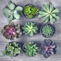 Thompson & Morgan Mixed Crassula Succulent Plant x 1
