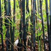 Thompson & Morgan Phyllostachys Nigra 100/150 10 Litre Potted Plant x 1