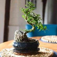 Thompson & Morgan Houseplant Bonsai Metasequoia Pseudolarix S-shape Mix 20cm Pot x 1, Green