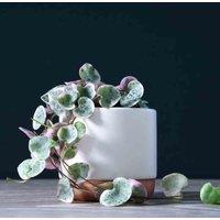 Thompson & Morgan String of Hearts Varigated 8cm Potted Plant+ Med White-Rose Potted Plant x1