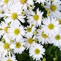 Thompson & Morgan Aster Snow Cushion 1 Litre Potted Plant x 1