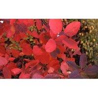Thompson & Morgan Cotinus Grace (Smoke Tree) 3 Litre Potted Plant x 2