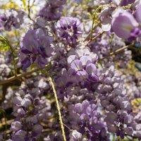 Thompson & Morgan Wisteria Amethyst Falls 4 Litre Potted Plant x 1, Purple