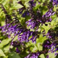 Thompson & Morgan Salvia Amistad 2 Litre Potted Plant x 1