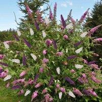 Thompson & Morgan Buddleja Davidii Triple 3-in-1 12cm Potted Plant x 2