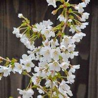 Thompson & Morgan Prunus Incisa Kojo-No-Mai 3.6 Litre Potted Plant x 2